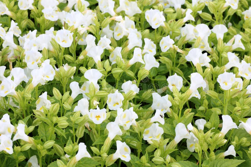 Pretty white flowers blooming in the garden royalty free stock photos Pretty white flowers blooming in the garden royalty free stock photos