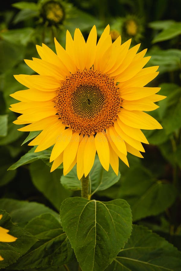 Pretty yellow sunflowers stock photo. Image of orange 82564804