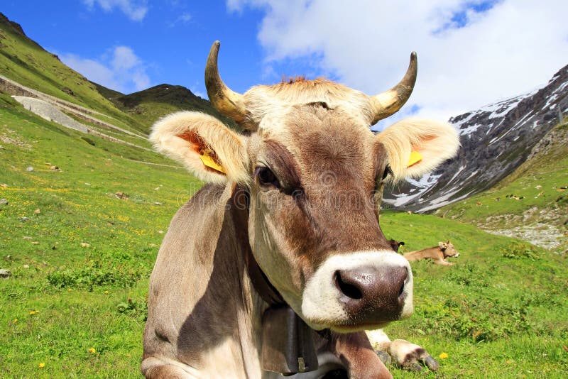 A pretty young brown cattle with horns in the mountains