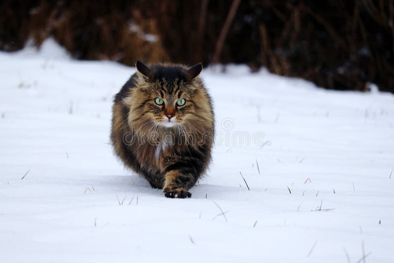 A Pretty Young Norwegian Forest Cat Hunting in the Snow Stock Image Image of adventure