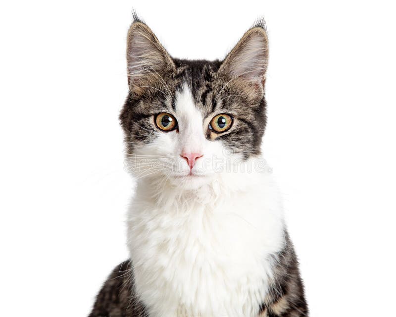 Cat icon hi-res stock photography and images - Alamy