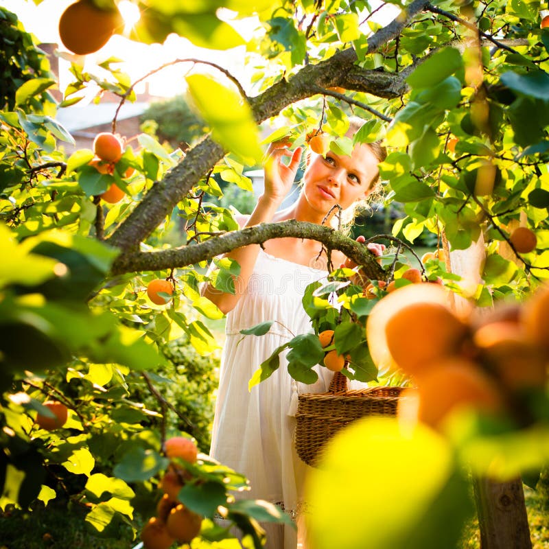 Pretty, young woman picking apricots lit