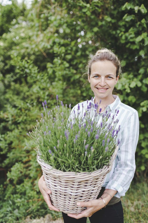 Pretty young woman is posing with big and fresh lavender in the garden stock image
