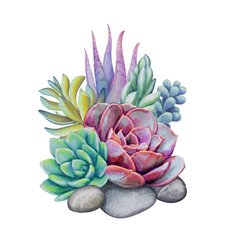 Prezentare botanică cu acuarelă colorată, cu compoziție florală suculentă, izolată pe fond alb royalty free stock image