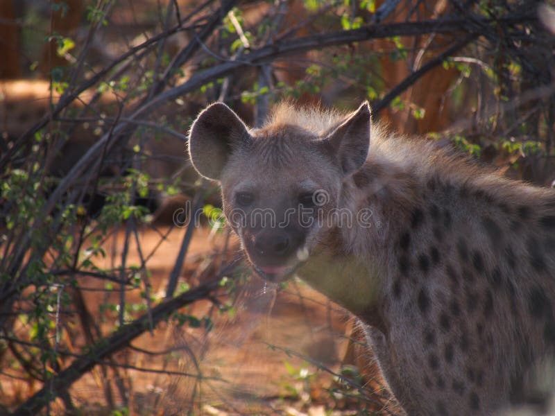 A menacing looking adult spotted hyena drools in the early morning light, behind bokeh foliage, Madikwe Game Reserve, South Africa. A menacing looking adult spotted hyena drools in the early morning light, behind bokeh foliage, Madikwe Game Reserve, South Africa.