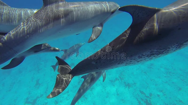 prickiga atlantiska delfiner