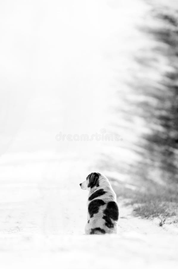 Prickigt hundsammanträde på en snöig landsgränd arkivbild Prickigt hundsammanträde på en snöig landsgränd arkivbild