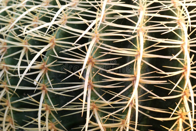 Prickles and thorns