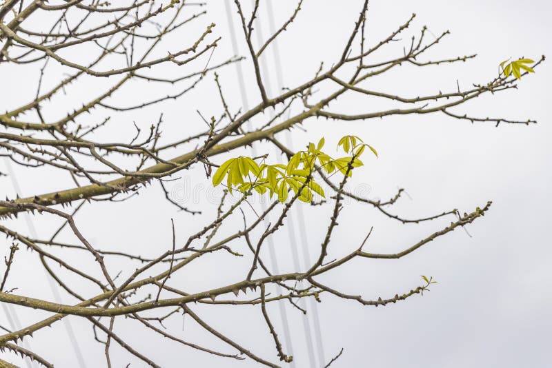 Prickly branches of a cotton tree with young green leaves stock images Prickly branches of a cotton tree with young green leaves stock images