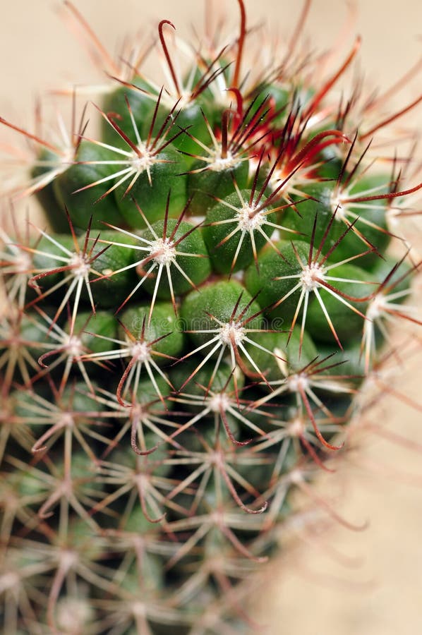 Prickly cactus closeup shot stock images