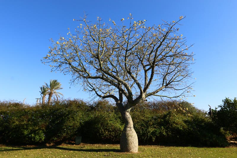 Prickly cotton tree stock photo. Image of prickly, park 83094448