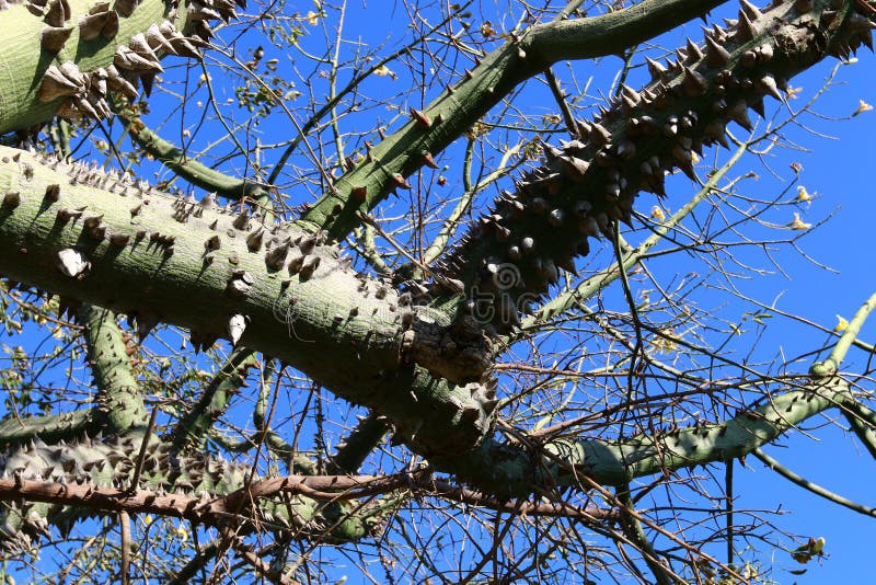 Honey locust Tree, Leaf, Thorns, Uses, & Facts Britannica