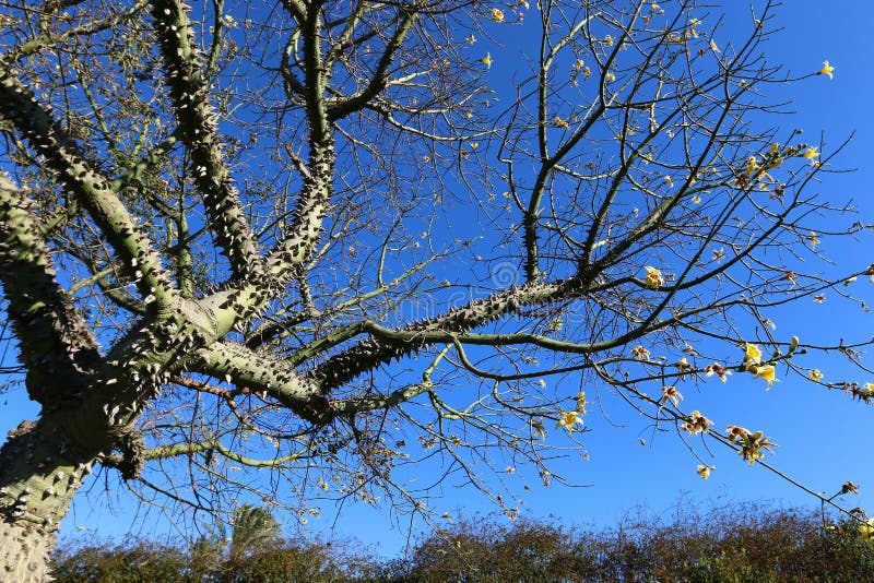 Prickly cotton tree stock photo. Image of trunk, garden 83094582