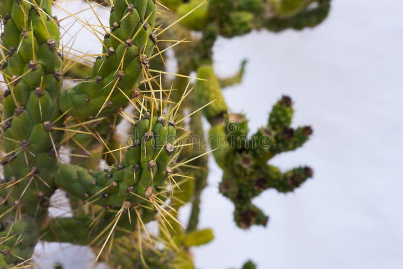 Prickly Green Needle Cactus on white background royalty free stock images