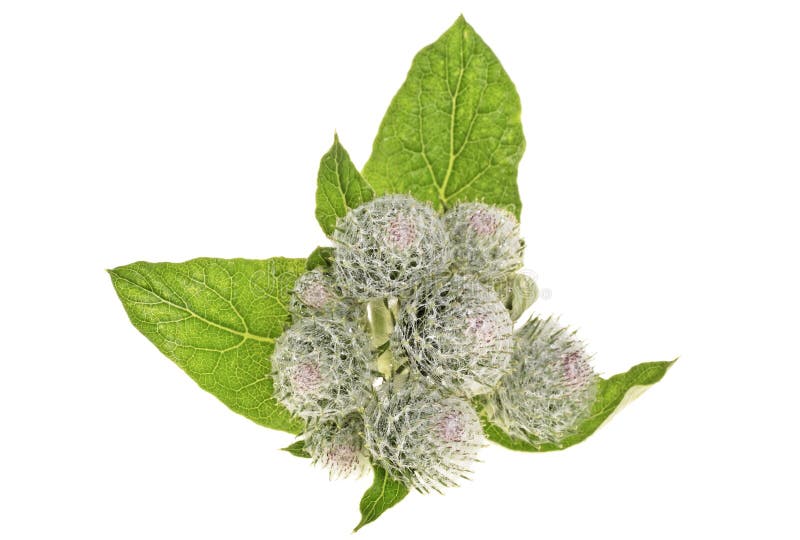 Prickly heads of burdock flowers on white background. royalty free stock image Prickly heads of burdock flowers on white background. royalty free stock image