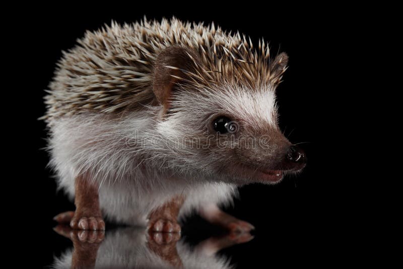 Prickly hedgehog isolated on Black Background