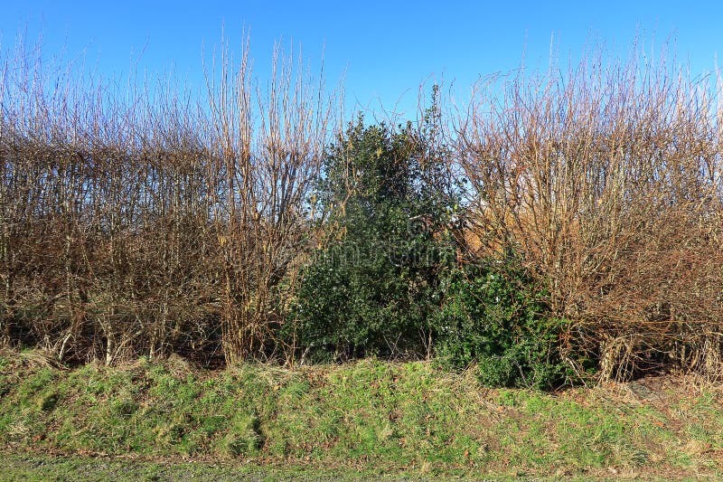 Prickly Holly Bush in the Middle of Bare Trees Stock Image - Image of ...