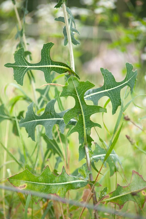 Prickly lettuce, milk thistle, compass plant Lactuca serriola stock photography Prickly lettuce, milk thistle, compass plant Lactuca serriola stock photography