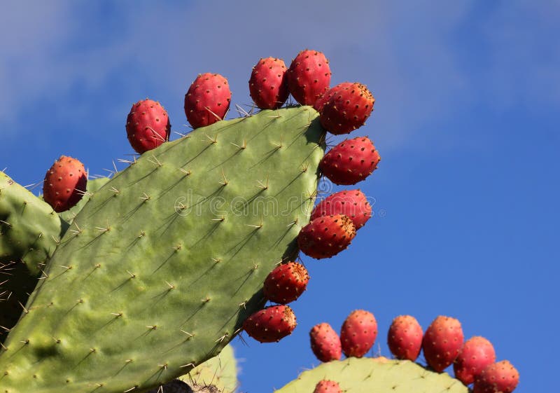 Prickly pear cactus and fruit - Nopal or Indian fig.