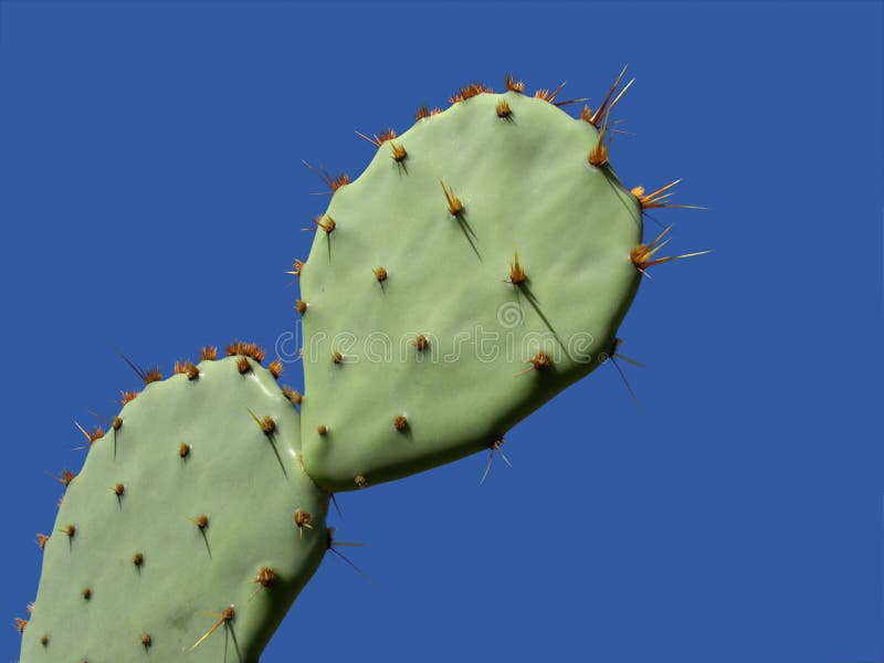 Prickly pear cactus