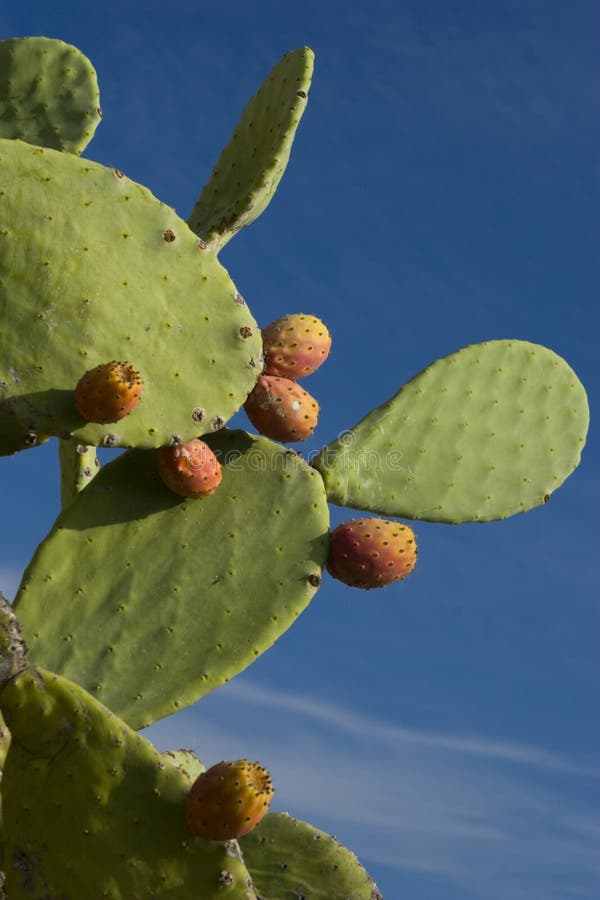 Prickly pear Cactus stock images