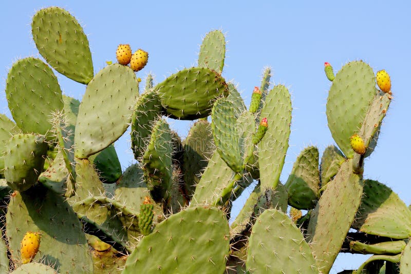 Prickly pear cactus royalty free stock images