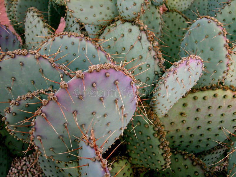 Prickly Pear Cactus royalty free stock photos