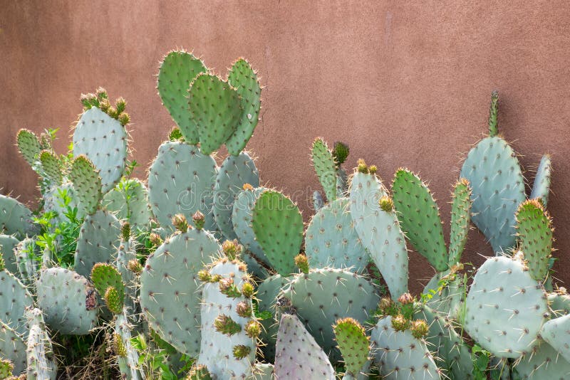 Prickly pear cactus against stucco orange wall.