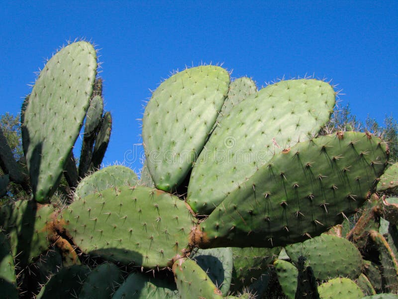 Prickly Pear Cactus on blue sky - Algeria royalty free stock photography