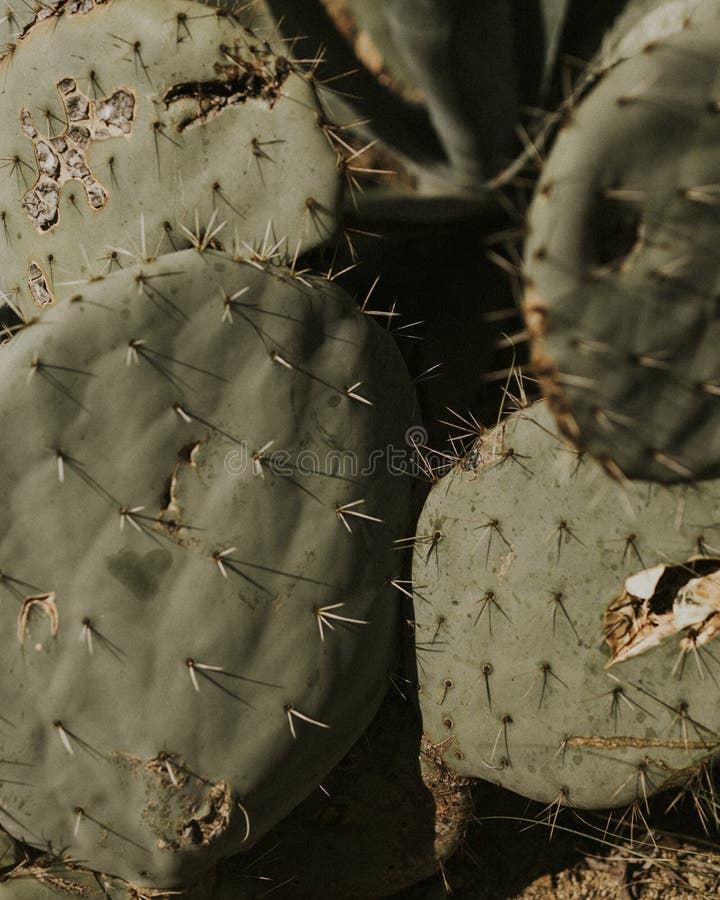 Prickly pear cactus close up stock image