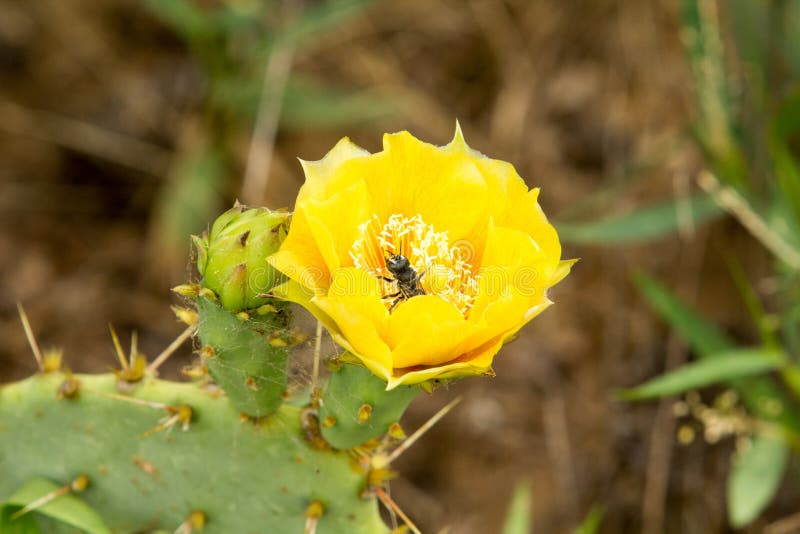 Prickly Pear Cactus Flower royalty free stock photo