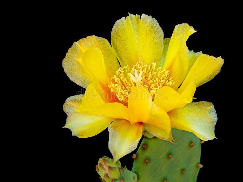 Prickly pear cactus flower - delicate yellow petals over black.