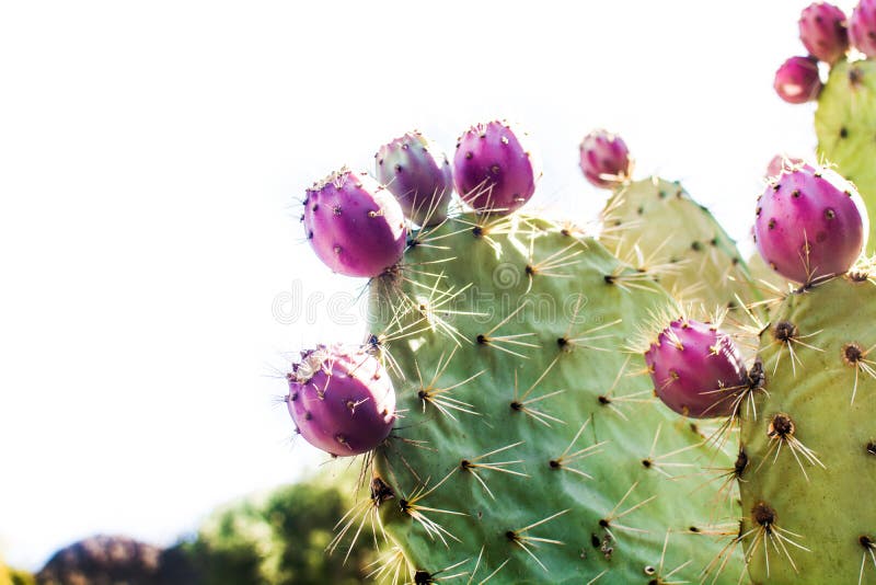 Prickly pear cactus with fruit isolated stock photo