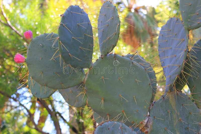 Prickly Pear Cactus with Fruit Stock Photo Image of botanical, seasonal 52761796