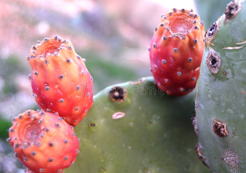 Prickly Pear Cactus with Fruits Stock Image Image of tropical, fruit