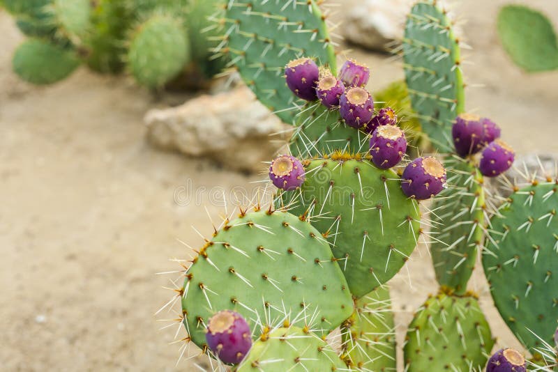 Prickly pear cactus with fruits in purple color.