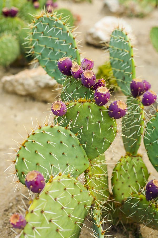Prickly pear cactus with fruits in purple color. stock photos