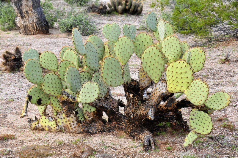 Prickly Pear Cactus stock image. Image of closeup, botanical 272381175