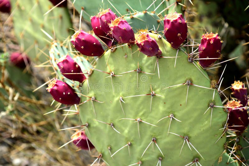 Prickly Pear Cactus Sedona Arizona Stock Photo Image of prickly