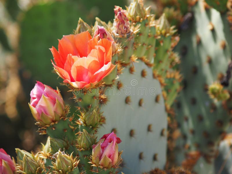 Prickly Pear Cactus with Orange Flower and Buds