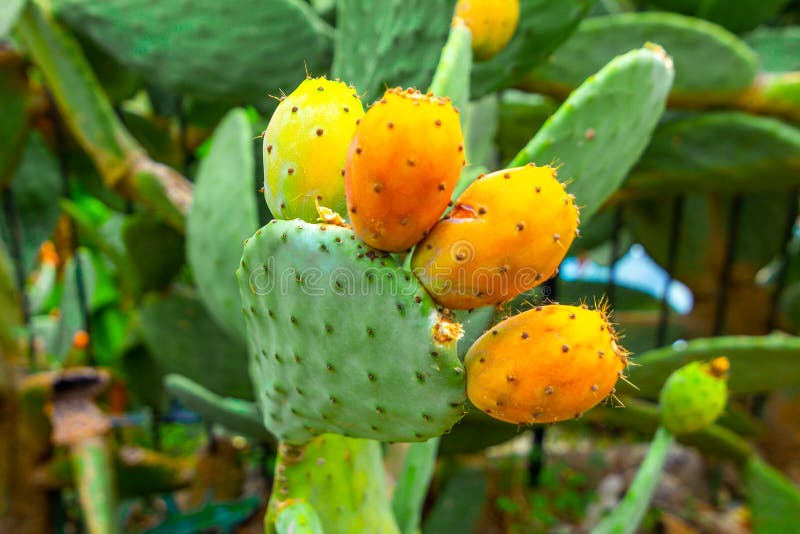 Prickly Pear Cactus with Orange Fruits Closeup Stock Image Image of