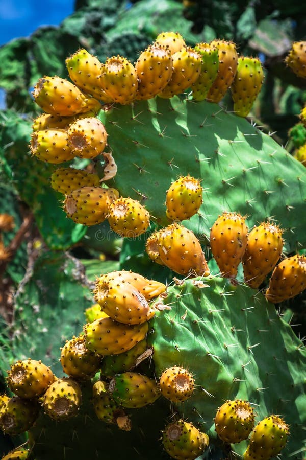 Prickly pear cactus plant ( opuntia ficus-indica).