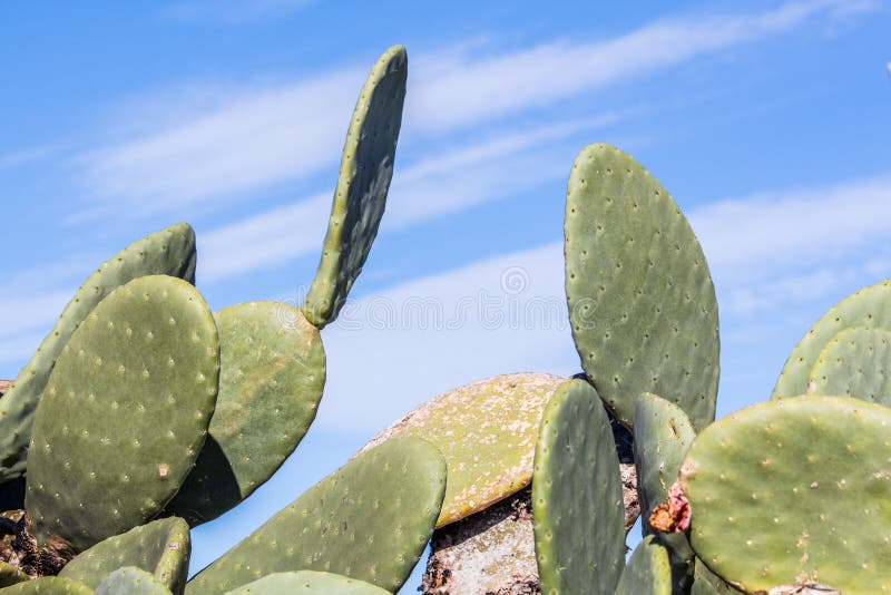 Prickly Pear Cactus in the Winter Sun in Malta. Blue Sky and Cir Stock