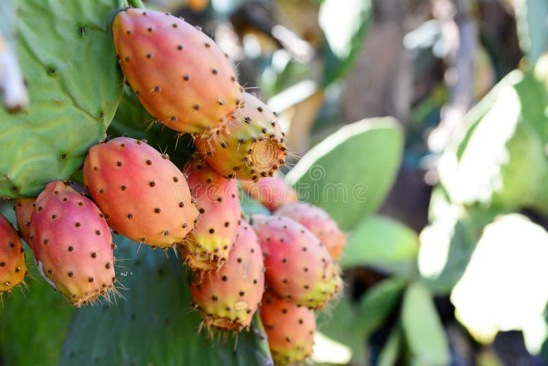 Prickly Pear stock image