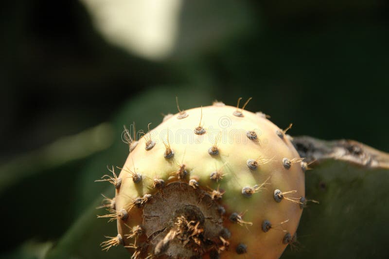 Prickly pear fruit stock image. Image of healthy, tasty 80819107