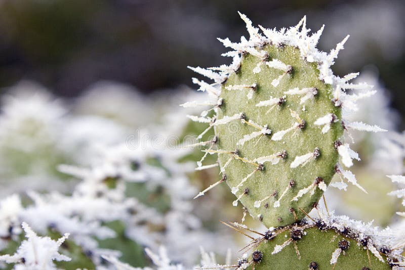 Prickly Pear in Snow stock photo