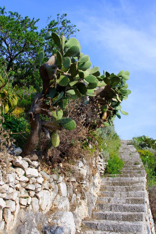 Prickly pears and staircases