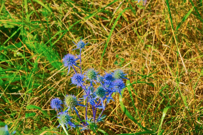 Prickly plant - blue-headed Eryngium plam grows in the steppe in the hot summer. Prickly plant - blue-headed Eryngium plam grows in the steppe in the hot summer.