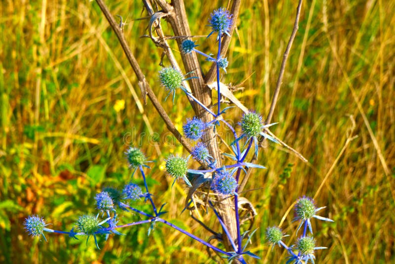 Prickly plant - blue-headed Eryngium planum grows in the steppe in the hot summer. Prickly plant - blue-headed Eryngium planum grows in the steppe in the hot summer.