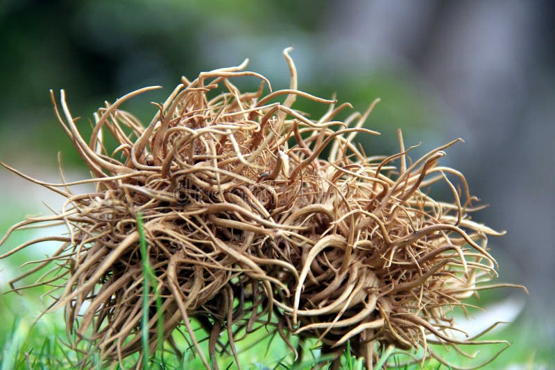 Prickly plant stock image. Image of development, yellow 38078001